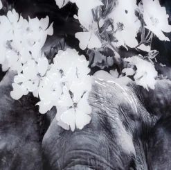 Flower Elephant Wanddecoratie